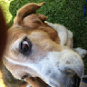 Meet your Posher, Lucio